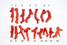 画像をギャラリービューアに読み込む, (No.1-16)高知沖産 赤枝 珊瑚 ルース 無穴 コーラル 血赤