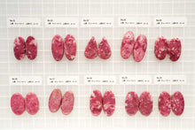 画像をギャラリービューアに読み込む, (No.1-42)チューライト ペアルース 上部穴あき 裏フラット